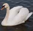 Straws Bridge Swan